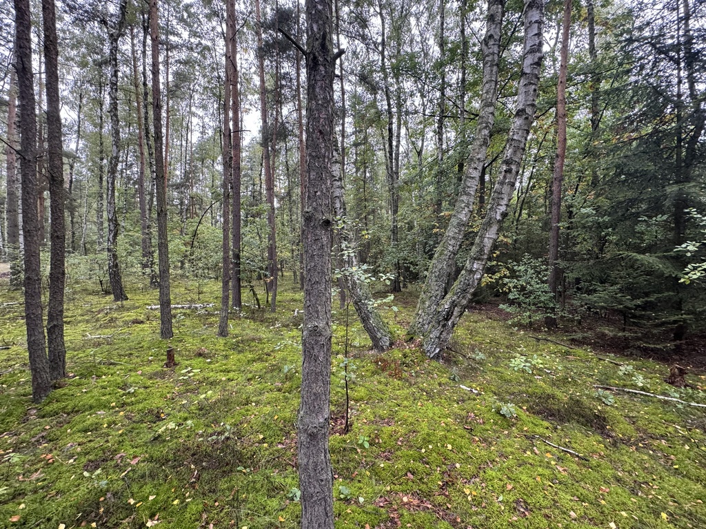 Twoje prywatne grzyby Działka 1993 m² Nowy Adamów