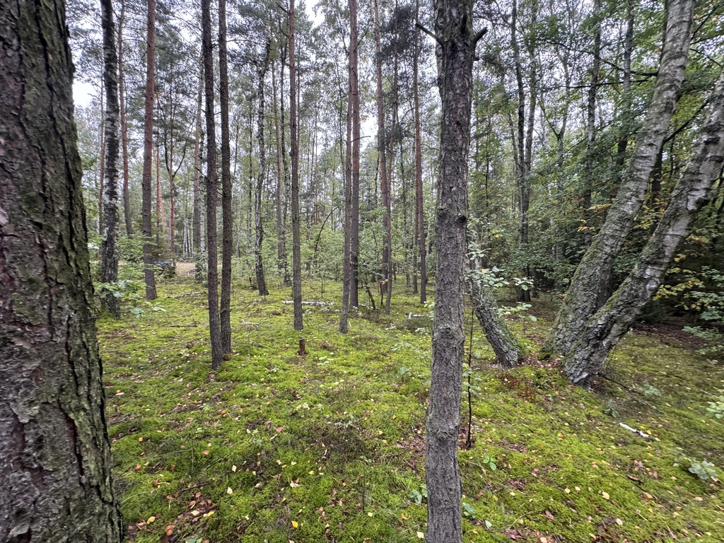 Twoje prywatne grzyby Działka 1993 m² Nowy Adamów