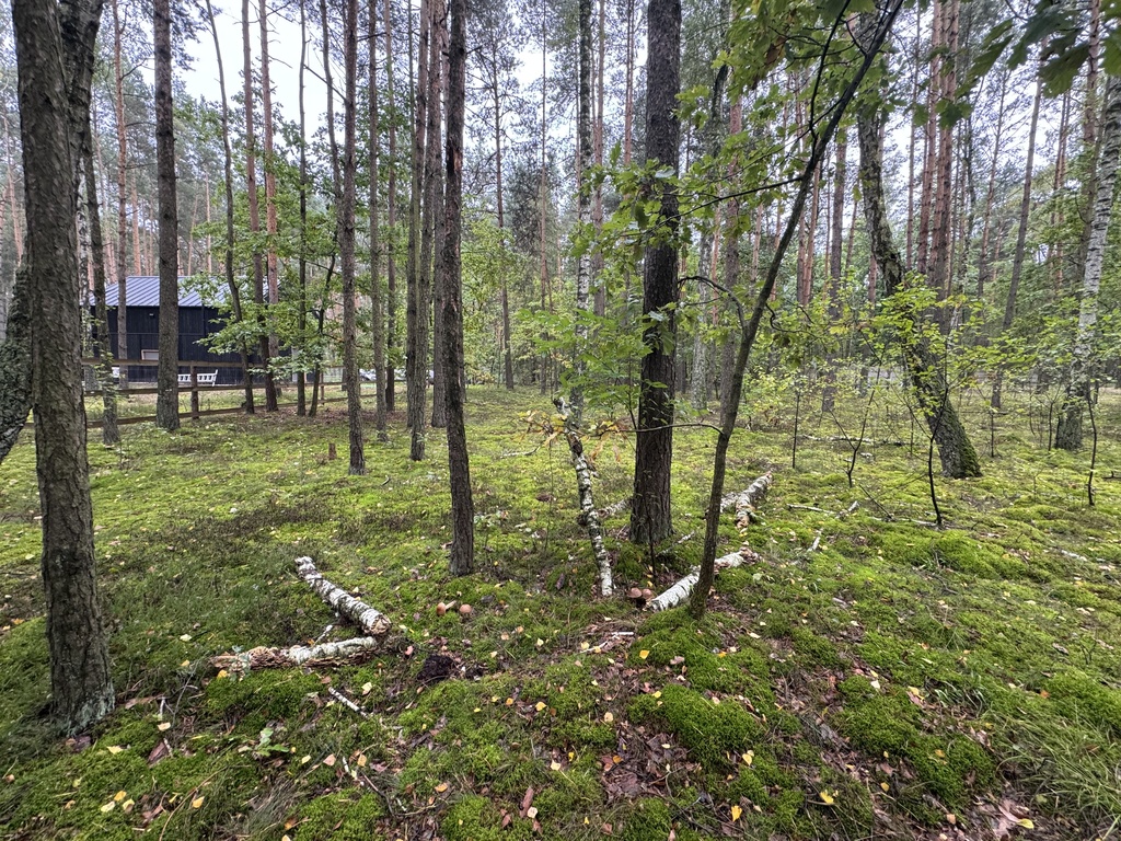 Twoje prywatne grzyby Działka 1993 m² Nowy Adamów