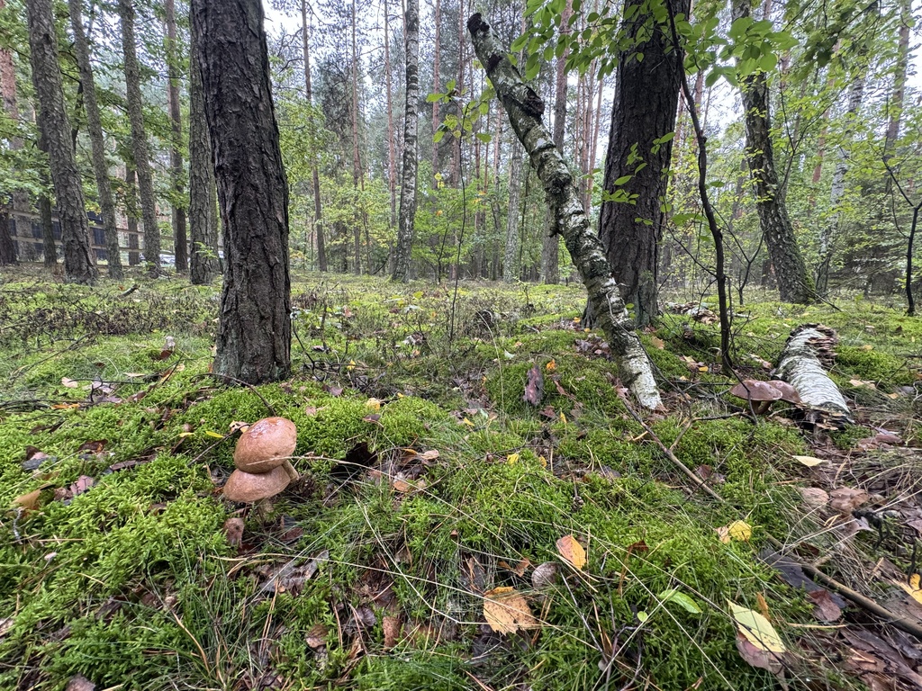 Twoje prywatne grzyby Działka 1993 m² Nowy Adamów