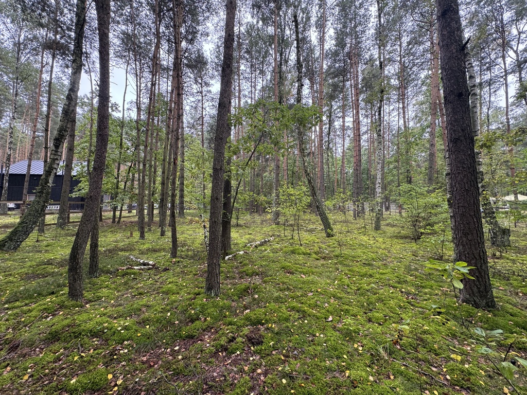 Twoje prywatne grzyby Działka 1993 m² Nowy Adamów