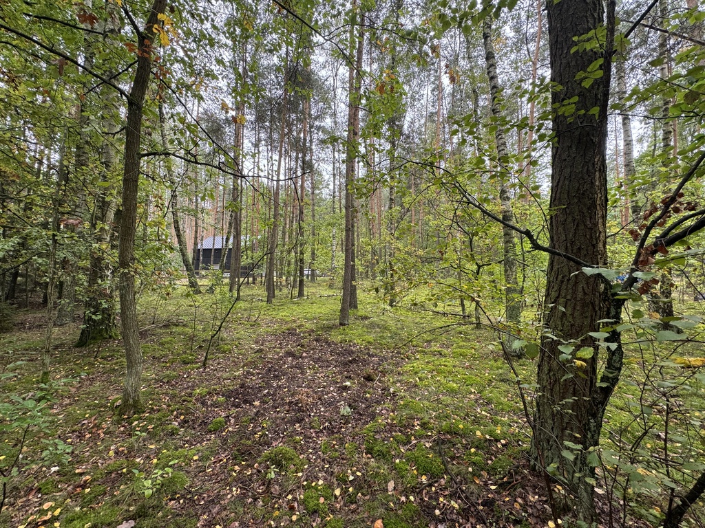 Twoje prywatne grzyby Działka 1993 m² Nowy Adamów