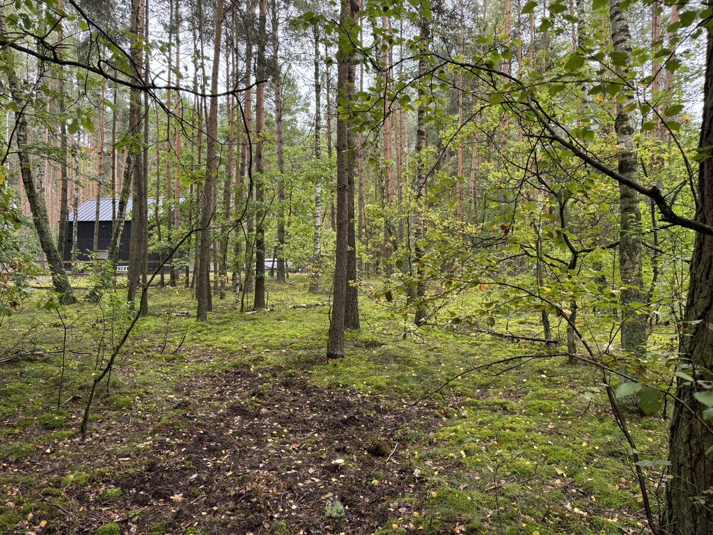 Twoje prywatne grzyby Działka 1993 m² Nowy Adamów