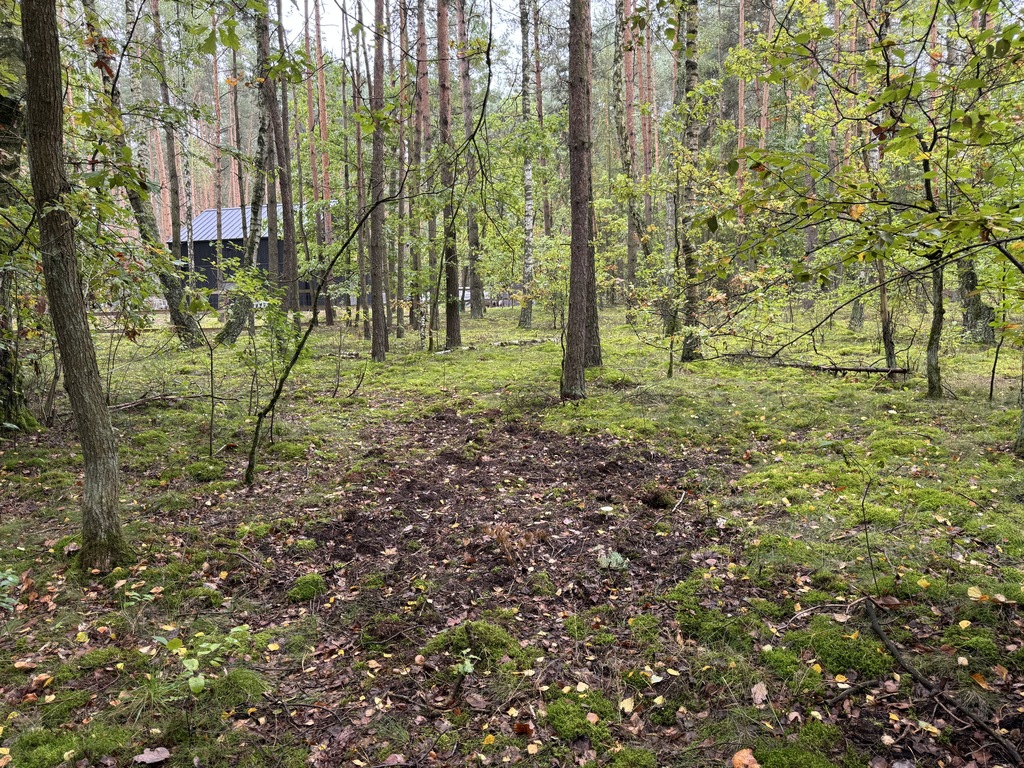 Twoje prywatne grzyby Działka 1993 m² Nowy Adamów