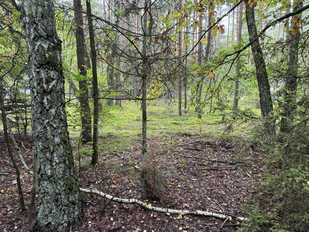 Twoje prywatne grzyby Działka 1993 m² Nowy Adamów