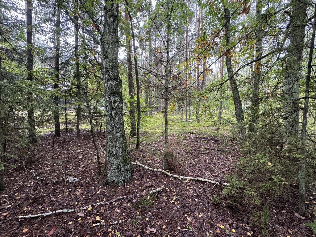 Twoje prywatne grzyby Działka 1993 m² Nowy Adamów
