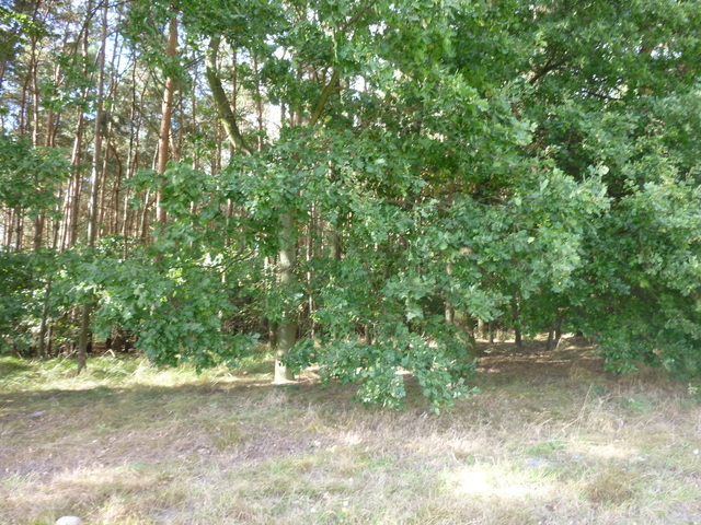 DZIAŁKA SPRZEDAŻ