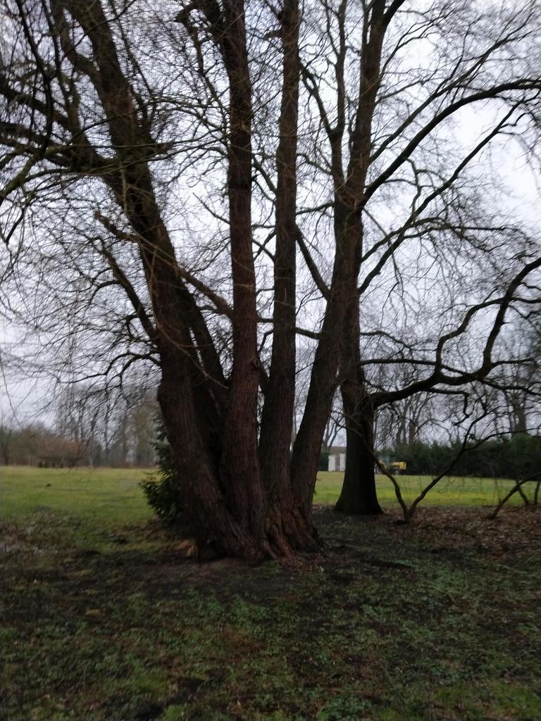 Rzędziny,2041m2,zabuowa jednorodzinna,las,park