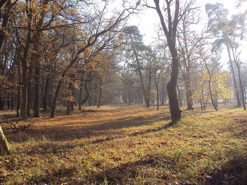 Rzędziny,2041m2,zabuowa jednorodzinna,las,park
