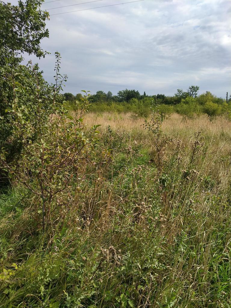 DZIAŁKA PYRZYCE GM. PYRZYCE POW.3001M2.