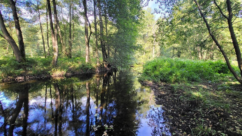 Działka z linią brzegową rzeki, lasem i stawem.