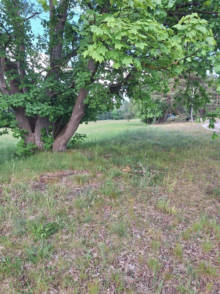 Działka,Tanowo,gm.Police,3166m2,plan-usługi.